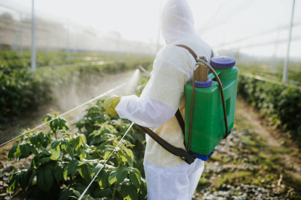 Best Flea Control Services  in Tton, IL